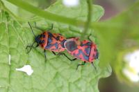 Eurydema ornata
