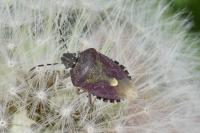 Dolycoris baccarum
