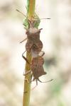 Coreus marginatus