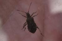 Ceraleptus gracilicornis