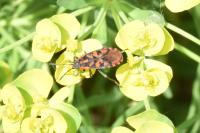 Spilostethus saxatilis