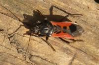 Peirates hybridus