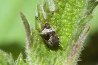 Stagonomus venustissimus