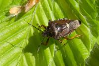 Pinthaeus sanguinipes
