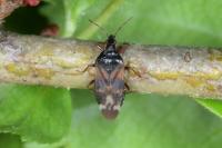 Anthocoris nemoralis