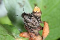 Pentatoma rufipes