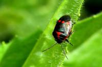 Eurydema oleracea