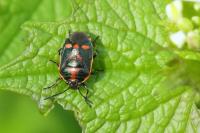 Eurydema oleracea
