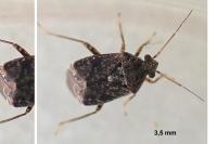 Charagochilus gyllenhalii