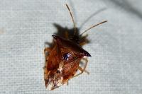 Elasmucha ferrugata