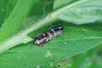 Eurydema oleracea