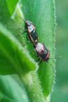 Eurydema oleracea