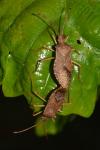 Gonocerus acuteangulatus