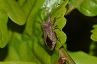 Coreus marginatus