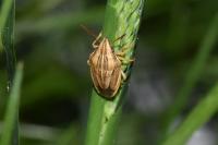 Aelia acuminata