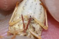 Aelia acuminata