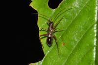 Miris striatus