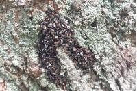 Oxycarenus lavaterae
