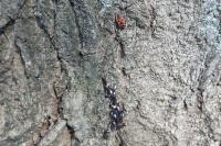Oxycarenus lavaterae