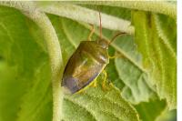 Piezodorus lituratus