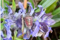 Dolycoris baccarum