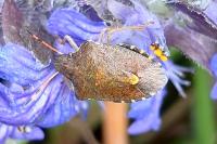 Peribalus strictus vernalis