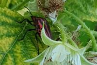 Graphosoma italicum italicum