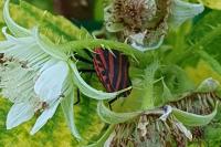 Graphosoma italicum italicum