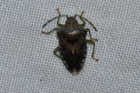Elasmucha grisea