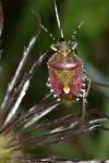 Dolycoris baccarum