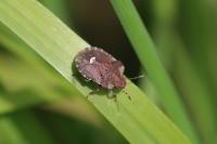 Dyroderes umbraculatus
