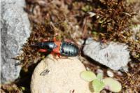 Prostemma guttula