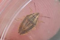 Aelia acuminata