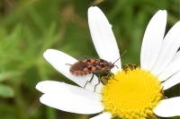 Spilostethus saxatilis