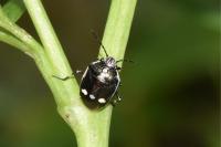 Eurydema oleracea