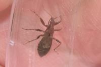 Himacerus mirmicoides