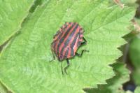 Graphosoma italicum italicum