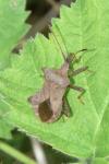 Coreus marginatus