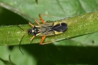 Miris striatus