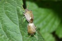 Peribalus strictus vernalis