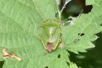 Palomena prasina