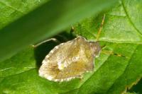 Peribalus strictus vernalis