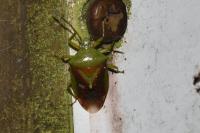 Elasmostethus interstinctus