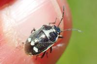 Eurydema oleracea