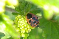 Eurydema dominulus