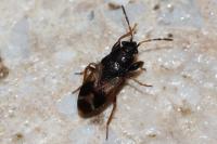 Megalonotus praetextatus