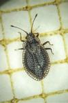 Acalypta parvula