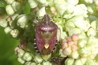 Dolycoris baccarum