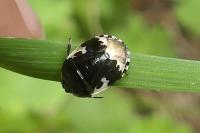 Tritomegas bicolor