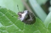 Stagonomus venustissimus